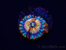WYSIWYG - Zoanthus Seduction 30J