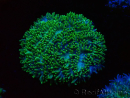WYSIWYG - RAH Hydnophora exesa Gamma Knife 3