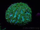 WYSIWYG - RAH Hydnophora exesa Gamma Knife 5