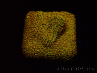 WYSIWYG - RAH Stylocoeniella Yellow Canary J3