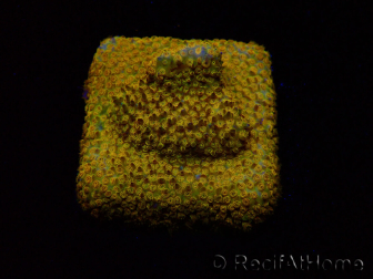 WYSIWYG - RAH Stylocoeniella Yellow Canary