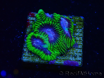 WYSIWYG - WWC Favia Space Monkey 3D6