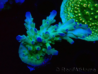 WYSIWYG RAH Acropora austera teal 5X4