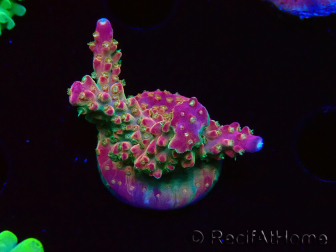 WYSIWYG FF Acropora Skittles Bomb 5H7