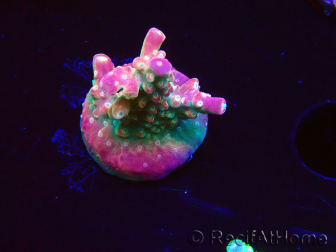WYSIWYG FF Acropora Skittles Bomb 5G