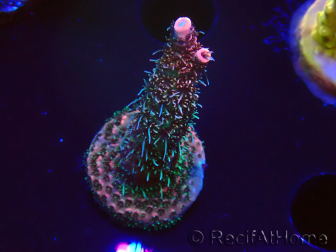 WYSIWYG RAH Acropora millepora Hairy Fairy 5K