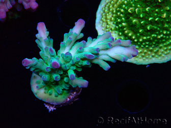 WYSIWYG RAH Acropora austera teal 5F10