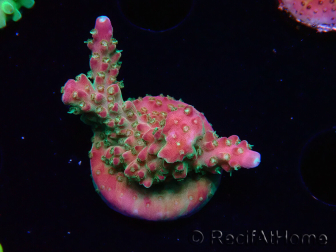 WYSIWYG FF Acropora Skittles Bomb 5H7