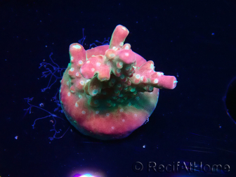 WYSIWYG FF Acropora Skittles Bomb 5G