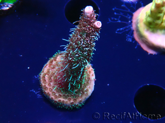 WYSIWYG RAH Acropora millepora Hairy Fairy 5K6