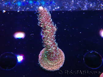 WYSIWYG RAH Acropora millepora Hairy Fairy 5K