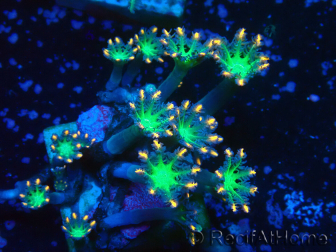 WYSIWYG Clavularia sp 20K4