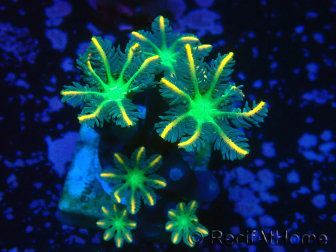 WYSIWYG Clavularia sp 20L1