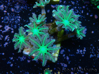 WYSIWYG Clavularia sp 20K3