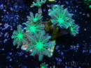 WYSIWYG Clavularia sp 20K3
