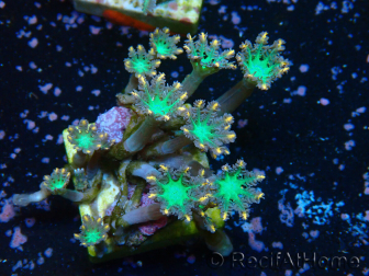 WYSIWYG Clavularia sp 20D6