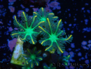 WYSIWYG Clavularia sp 20D6