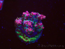 WYSIWYG RAH Acropora hyacinthus Red Planet 5A2