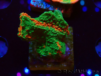 WYSIWYG Montipora plato INJERTADO ULTRA B6