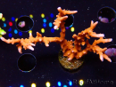 WYSIWYG - JF TNT Anacropora 18D2