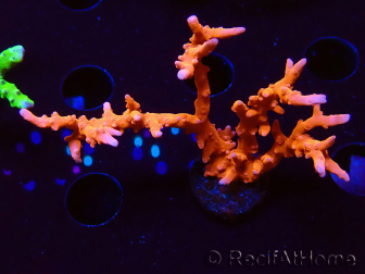 WYSIWYG - JF TNT Anacropora 18D2