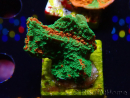 WYSIWYG Montipora plato INJERTADO ULTRA B6