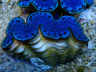 WYSIWYG Tridacna maxima Bénitiers A8 (5-5.5 cm)