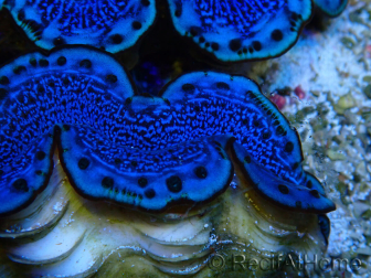 WYSIWYG Tridacna maxima Clams A8 (5 cm)
