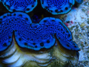 WYSIWYG Tridacna maxima Benitiers A8 (5 cm)
