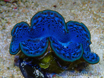 WYSIWYG Tridacna maxima Bénitiers A12 (5-5.5 cm)