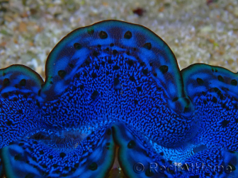 WYSIWYG Tridacna maxima Almejas F2 (6 cm)