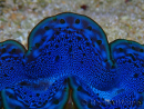 WYSIWYG Tridacna maxima Clams F2 (6 cm)