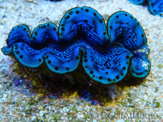WYSIWYG Tridacna maxima B1