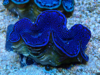 WYSIWYG Tridacna maxima Almejas C10 (6 cm)