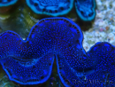 WYSIWYG Tridacna maxima Benitiers C10 (6 cm)