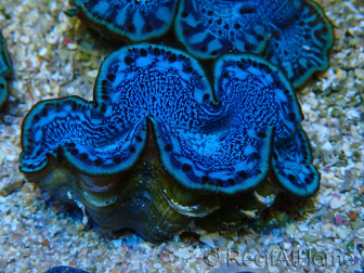 WYSIWYG Tridacna maxima Bivalvi F5 (6 cm)