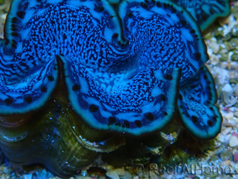 WYSIWYG Tridacna maxima Clams F5 (6 cm)