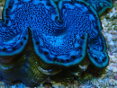 WYSIWYG Tridacna maxima Clams F5 (6 cm)