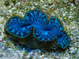 WYSIWYG Tridacna maxima Giant Clams F6 (6.5 cm)