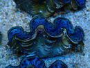 WYSIWYG Tridacna maxima Tridacne Oro B9 (6 cm)