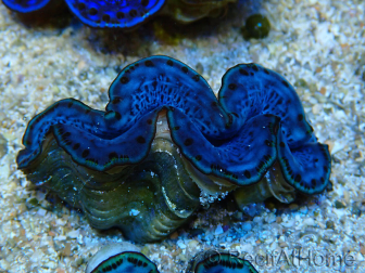 WYSIWYG Tridacna maxima Clams B10 (5 cm)