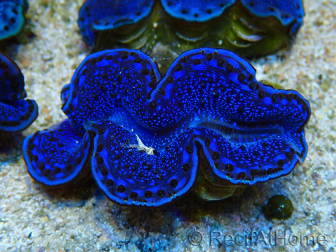 WYSIWYG Tridacna maxima Muscheln F3 (7 cm)