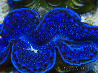 WYSIWYG Tridacna maxima Clams F3 (7 cm)