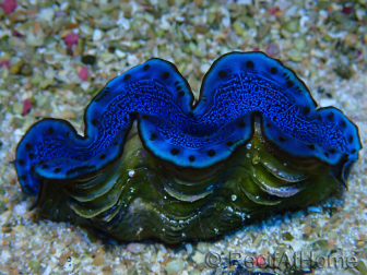 WYSIWYG Tridacna maxima Almejas F4 (6.5 cm)