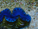WYSIWYG Tridacna maxima Bénitiers B12 (6.5 cm)