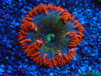 WYSIWYG Phymanthus crucifer (ex: Epicystis) 1
