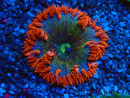 WYSIWYG Phymanthus crucifer (ex: Epicystis) 1