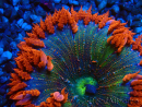 WYSIWYG Phymanthus crucifer (ex: Epicystis) 1