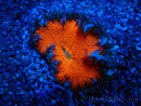 WYSIWYG Phymanthus crucifer (ex: Epicystis) 2