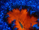 WYSIWYG Phymanthus crucifer (ex: Epicystis) 2